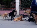Wild Dogs