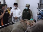 laka sayang 1