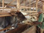 sapi pakan
