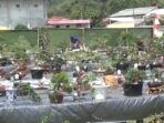 bonsai