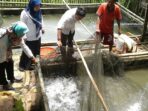 ikan tiap desa