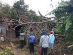 tumbang timpa rumah