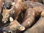 sapi