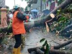 tumbang pohon