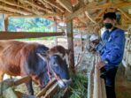 sapi-sapi
