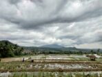 bajak sawah