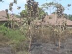 F-Dua Hektar Lahan di Belakang Kampus UPI Terbakar